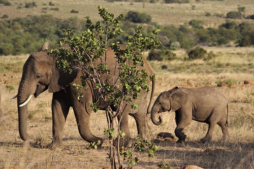 safari